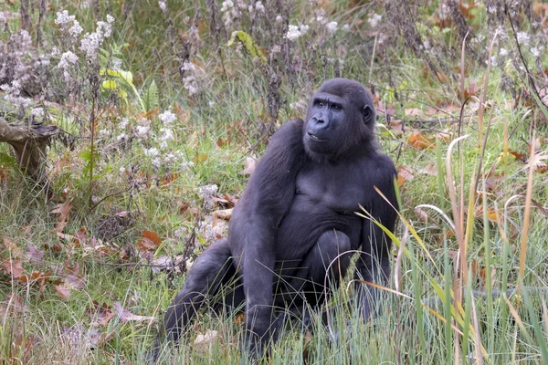 Vissza Gorilla Portré Természetes Élőhelyen — Stock Fotó