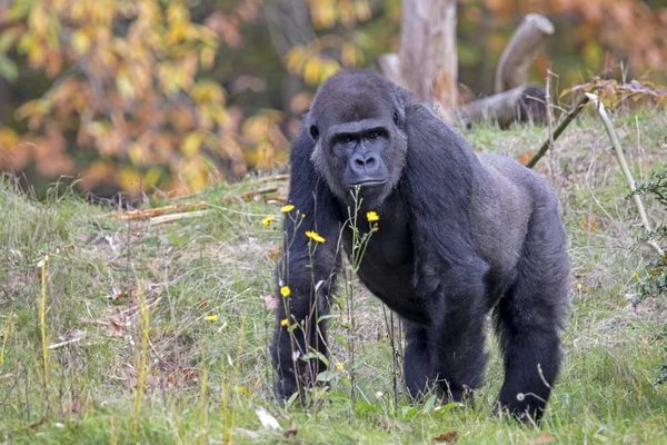 Gyönyörű Vissza Gorilla Természetes Élőhelyükön — Stock Fotó