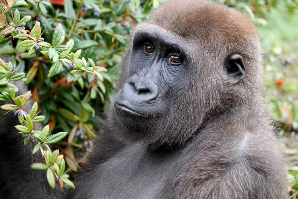 Zpět Gorilový Portrét Přírodním Prostředí — Stock fotografie