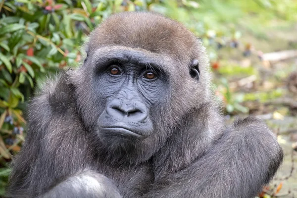Vissza Gorilla Portré Természetes Élőhelyen — Stock Fotó