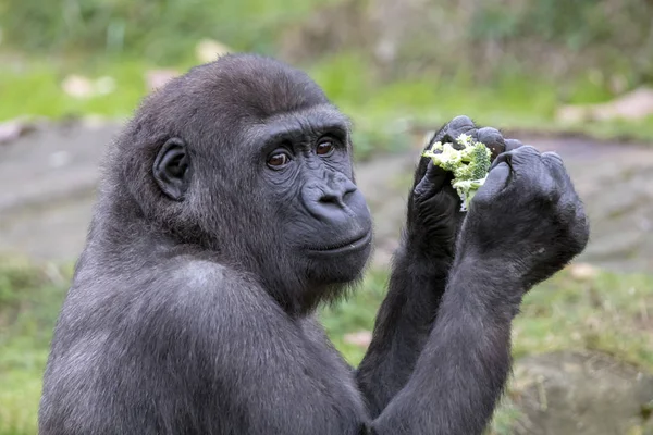 Gorillaessen Natürlichem Lebensraum — Stockfoto