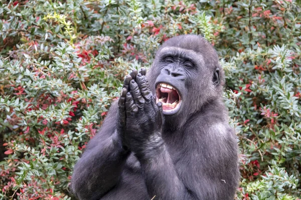 Back gorilla portrait in natural habitat