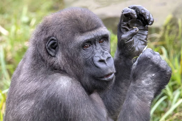 在自然栖息地的背大猩猩画像 — 图库照片