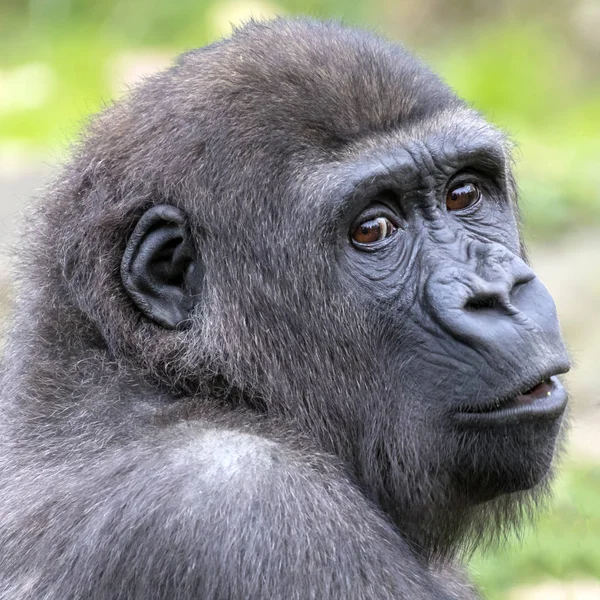 Back Gorilla Portrait Natural Habitat — Stock Photo, Image