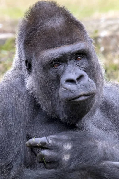 银背大猩猩肖像在自然栖息地 — 图库照片
