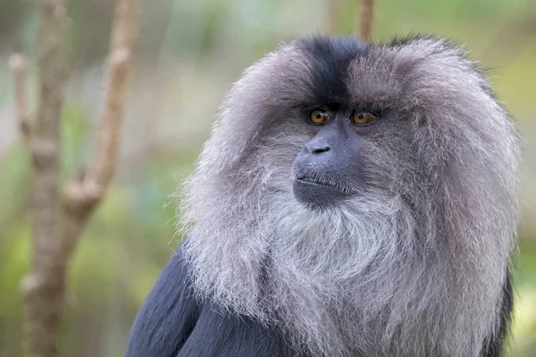 Macaca silenus in de natuur — Stockfoto