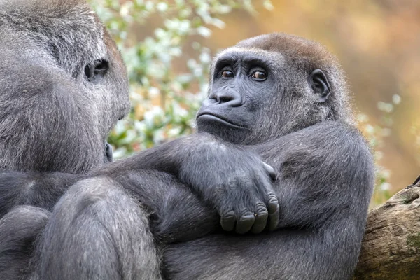 Gorilles Argentées Assises Ensemble Dans Parc — Photo