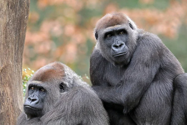 Gorilla Silverback Seduti Insieme Nel Parco — Foto Stock