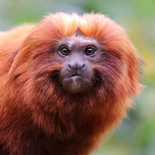 Goldener Löwe Tamarin — Stockfoto