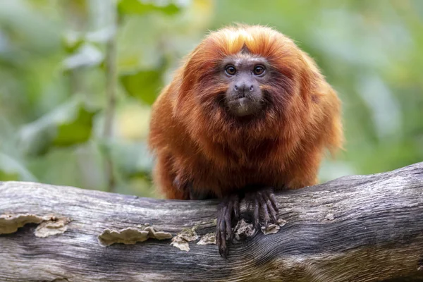 Golden Lion Tamarin — Stockfoto