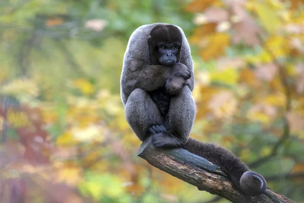 Wolapen op houten log — Stockfoto