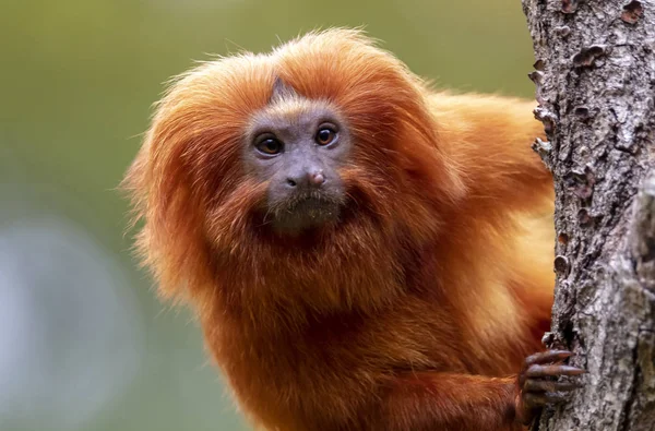 Golden Lion Tamarin — Stockfoto