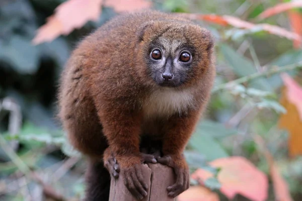Lemure Dal Ventre Rosso Habitat Naturale — Foto Stock