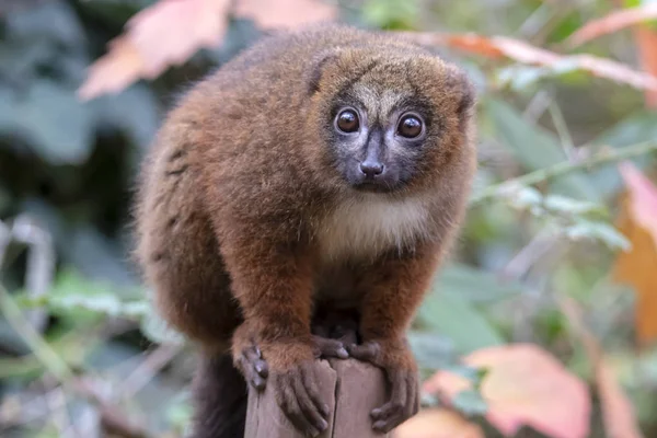 Červený Lemur Přírodním Prostředí — Stock fotografie