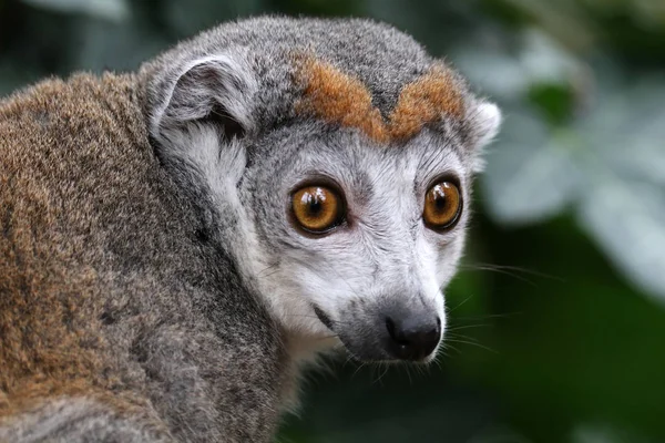 Koronowany lemur na stub — Zdjęcie stockowe