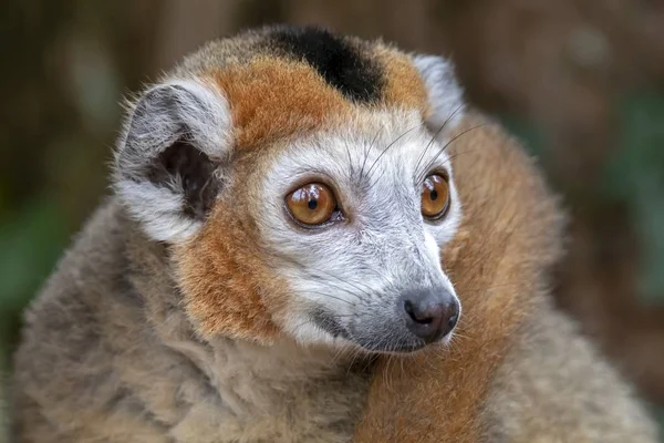 Koronowany lemur na stub — Zdjęcie stockowe