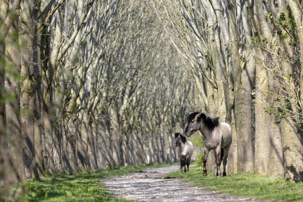 Vista Dois Cavalos Konik Oostvaardersplassen Países Baixos — Fotografia de Stock