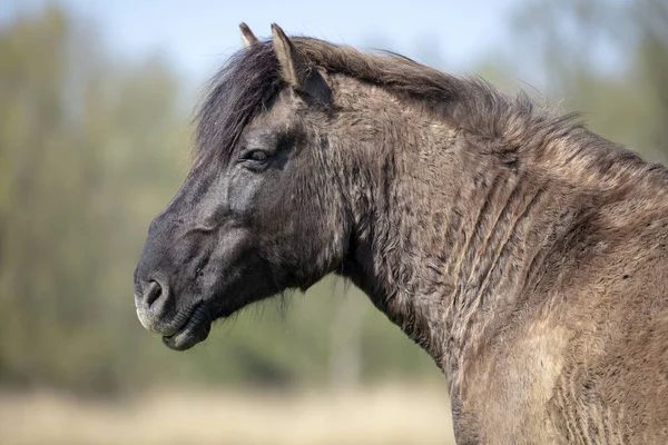 Close Portrait Konik Horse — Stock Photo, Image