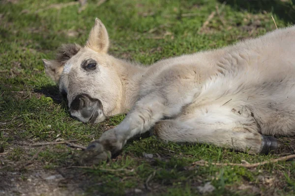 Uzavření Konického Koňského Plodu Který Leží Zemi — Stock fotografie