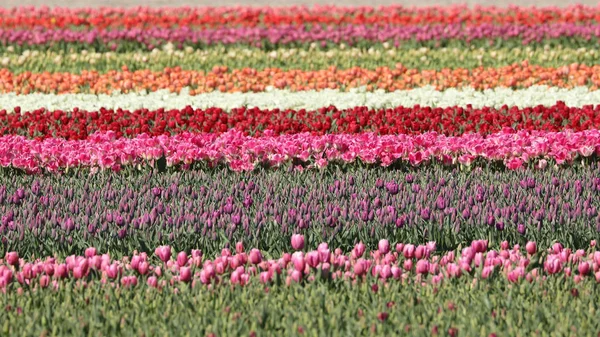 Vista Panorâmica Campo Tulipas Holanda Norte Países Baixos — Fotografia de Stock