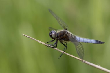 Gövdeüzerinde oturan yusufçuk yakın çekim