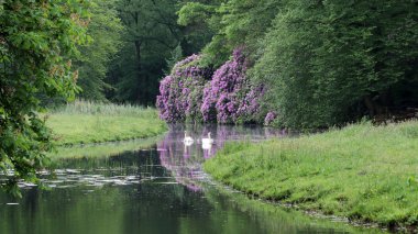 Gölde yüzen iki kuğu, çiçekleri açan çalılarla
