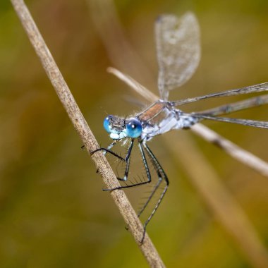 Sap üzerinde oturan damselfly yakın