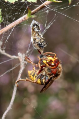 Örümcek ağına avile eşek arısı yakın 