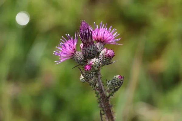 Nahaufnahme Der Blühenden Speerdistel — Stockfoto