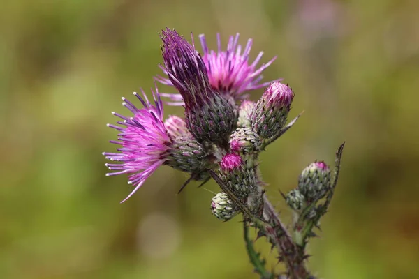 Nahaufnahme Der Blühenden Speerdistel — Stockfoto