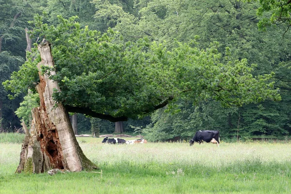 Distant View Domestic Cows Lawn — Stock Photo, Image