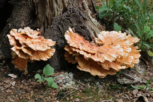 Close Cogumelos Tronco Árvore — Fotografia de Stock