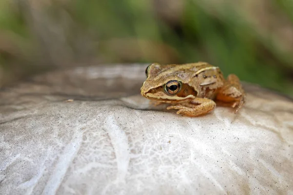 Mantar Üzerinde Oturan Küçük Kurbağa Yakın Çekim — Stok fotoğraf