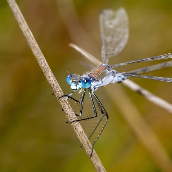 Gros Plan Demoiselle Assise Sur Tige — Photo