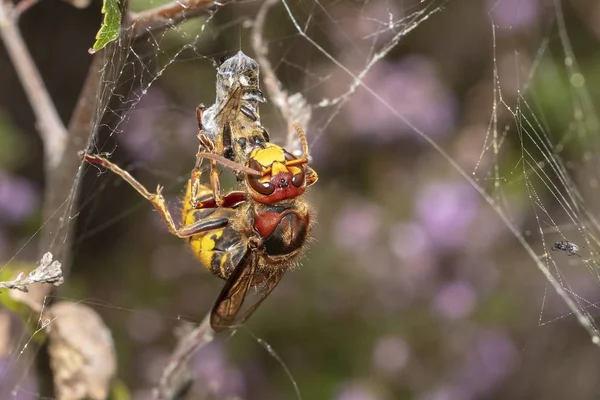 Örümcek Ağına Avile Eşek Arısı Yakın — Stok fotoğraf