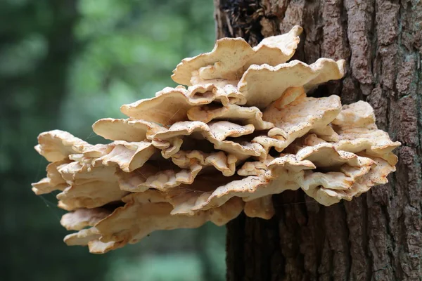 Close Van Paddestoelen Boomstam — Stockfoto