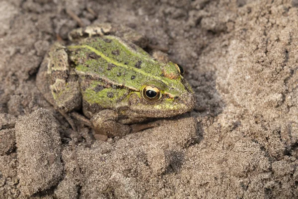 Yeşil Kurbağa Yerde Oturan Yakın Çekim — Stok fotoğraf