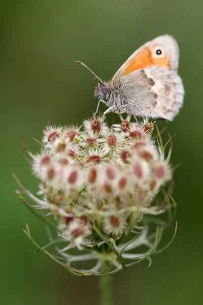 Close Van Vlinder Zit Bloem — Stockfoto