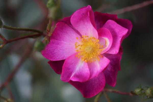 Vista Cerca Hermosa Rosa Rosa Salvaje Flor Que Florece Jardín —  Fotos de Stock