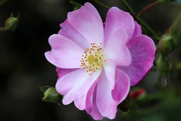庭に咲く美しいピンクの野生のバラの花のクローズアップビュー — ストック写真