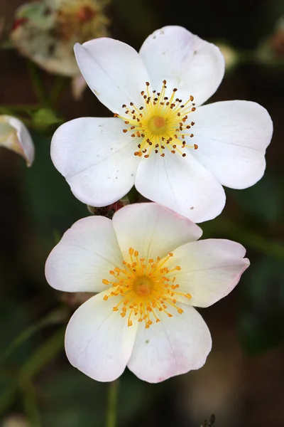 Close View Beautiful White Wild Rose Flowers Blooming Garden — Stock Photo, Image
