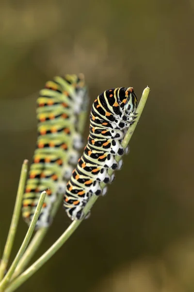Vista Cerca Las Orugas Papilio Machaon Orugas Cola Golondrina Vida — Foto de Stock