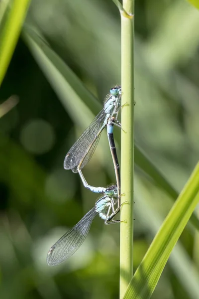 Close View Beautiful Dragonflies Green Stem Selective Focus — Stock Photo, Image