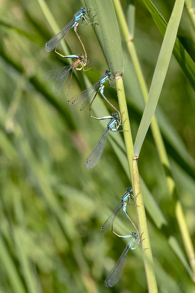 Close View Beautiful Dragonflies Green Stem Selective Focus — Stock Photo, Image