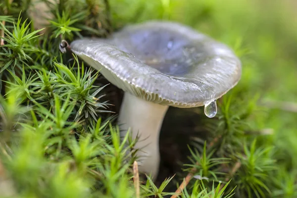 Close View Edible Mushroom Dew Drop Forest — Stock Photo, Image