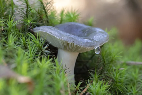 Közeli Kilátás Ehető Gombával Harmat Csepp Erdőben — Stock Fotó