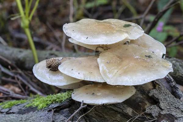 Close View Mushrooms Growing Log Forest — Stock Photo, Image