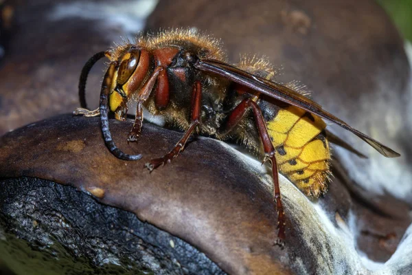 Vue Rapprochée Bel Animal Frelon Européen Dans Faune Sauvage Mise — Photo