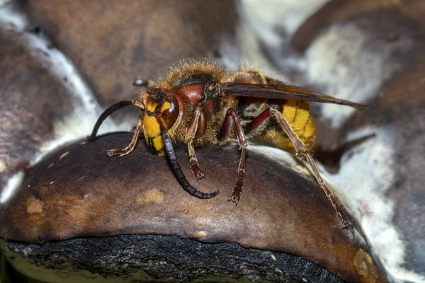 野生动物中美丽的欧洲黄蜂动物的特写镜头 选择性焦点 — 图库照片