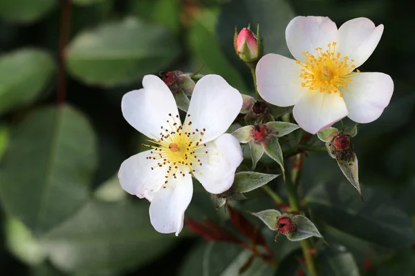 Close View Beautiful White Wild Rose Flowers Blooming Garden — Stock Photo, Image